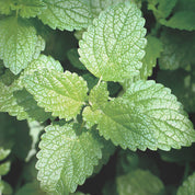 На зображенні видно зелену рослину