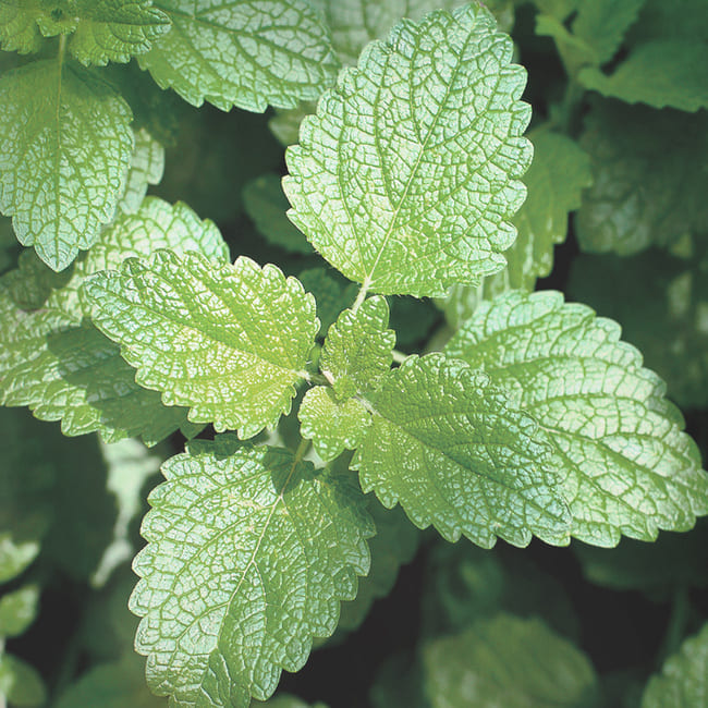 На зображенні видно зелену рослину