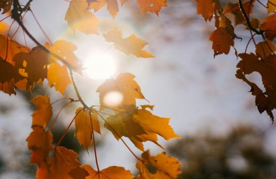 SPF восени: чому сонцезахисний крем потрібен не лише влітку